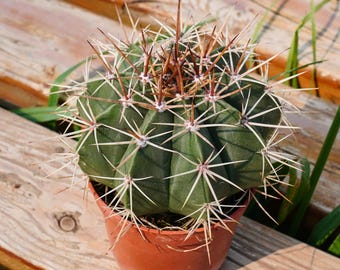 4" Live Succulent Plants, Melocactus Amoenus Hoffmanns, Easy Care Plants -  Etsy