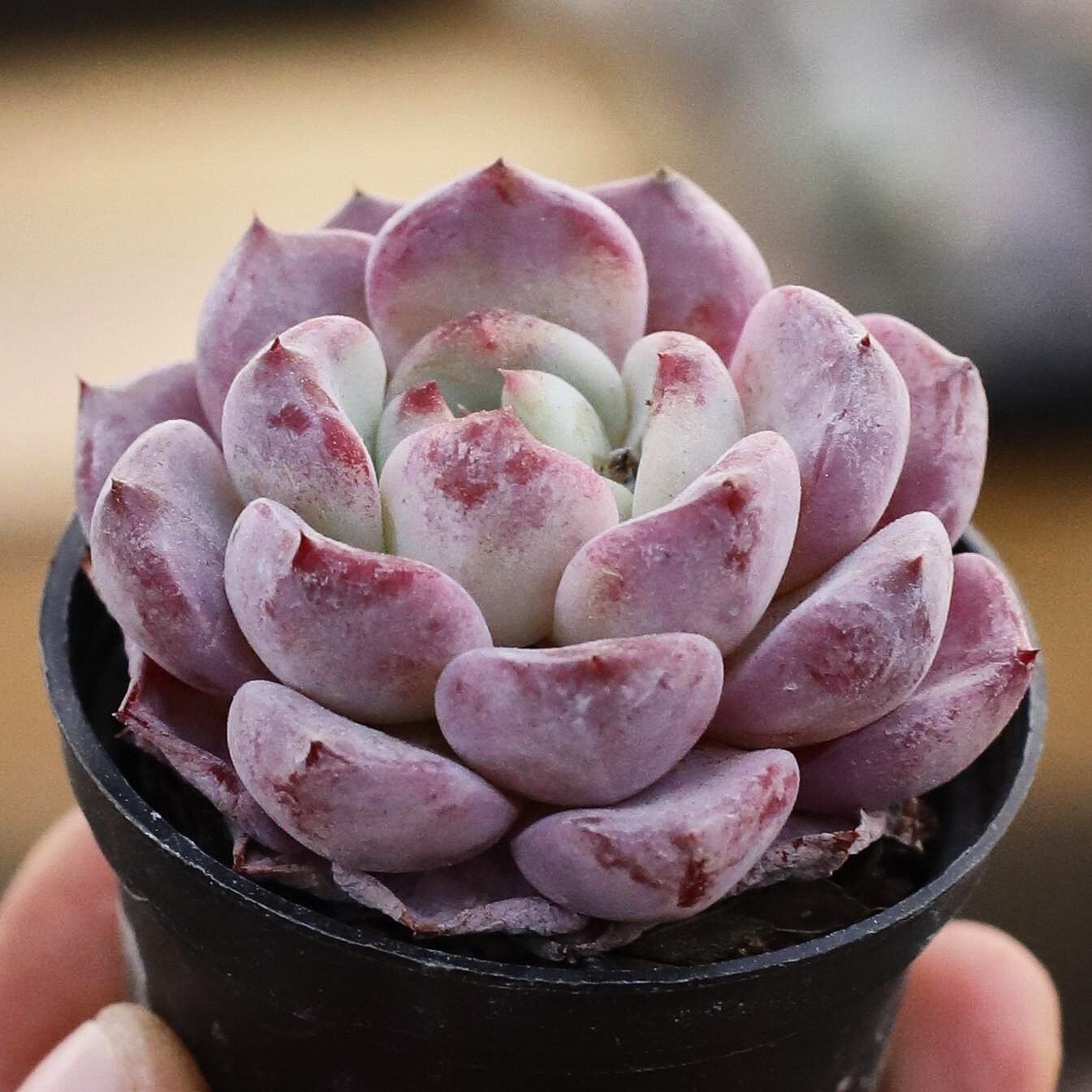 水晶など、ジオード、デザートローズ Desert rose crystal - Etsy 日本
