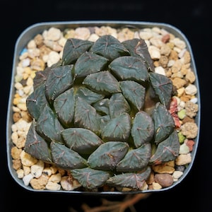 ハオルチア クーペリ紅斑、多肉植物、多肉植物ギフト