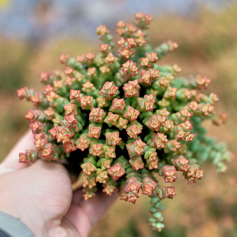 HappyStoreALL Crassula Tom Thumb