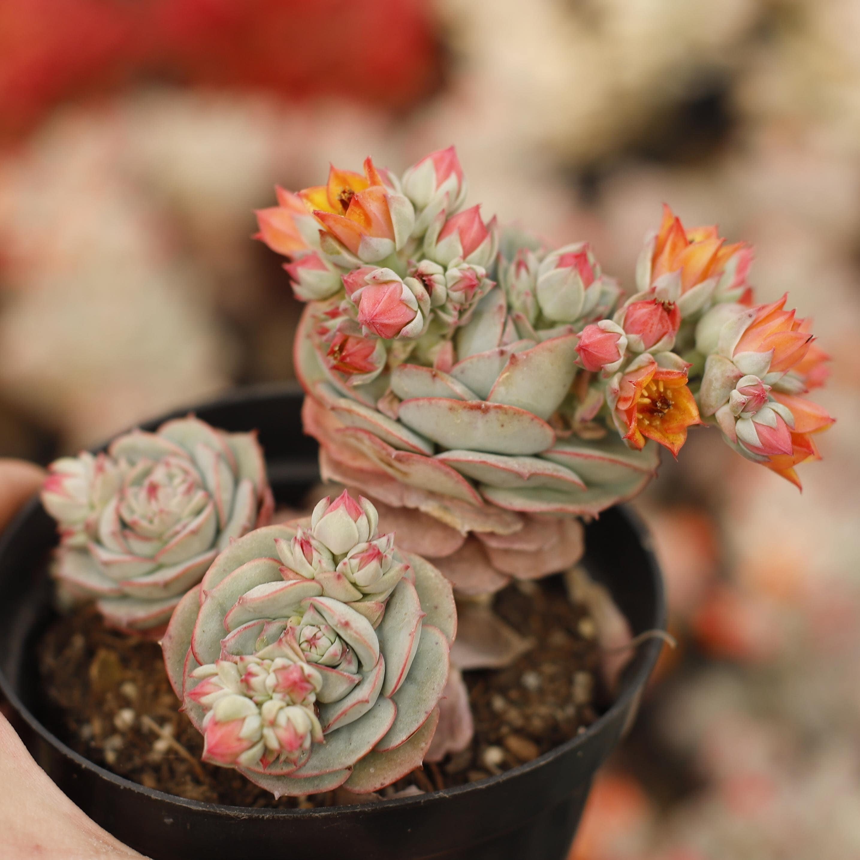 Echeveria Claudia,Succulent Plant,Succulent Gifts