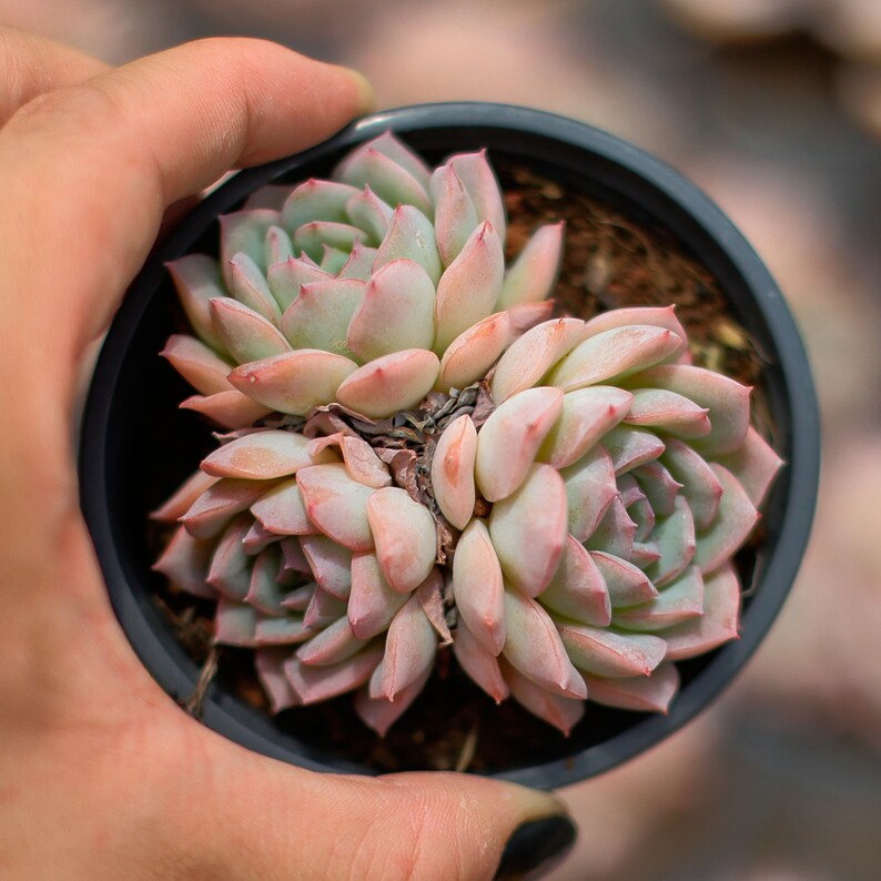 HappyStoreALL Echeveria Desert Rose - Thumbnail 4