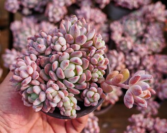 エケベリア スモール レッド ピーチ、多肉植物、多肉植物ギフト - Etsy