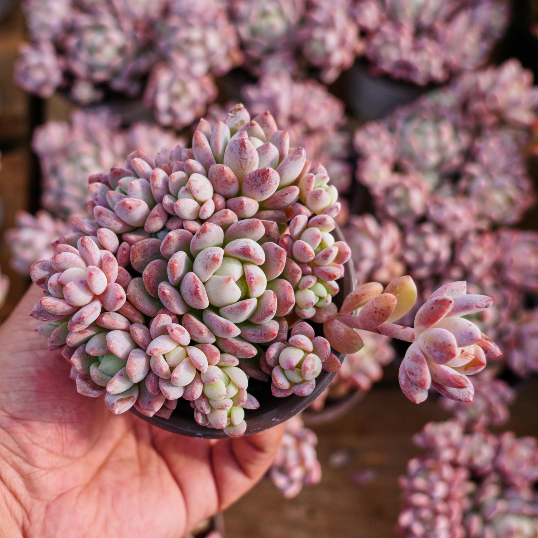 エケベリア スモール レッド ピーチ、多肉植物、多肉植物ギフト - Etsy