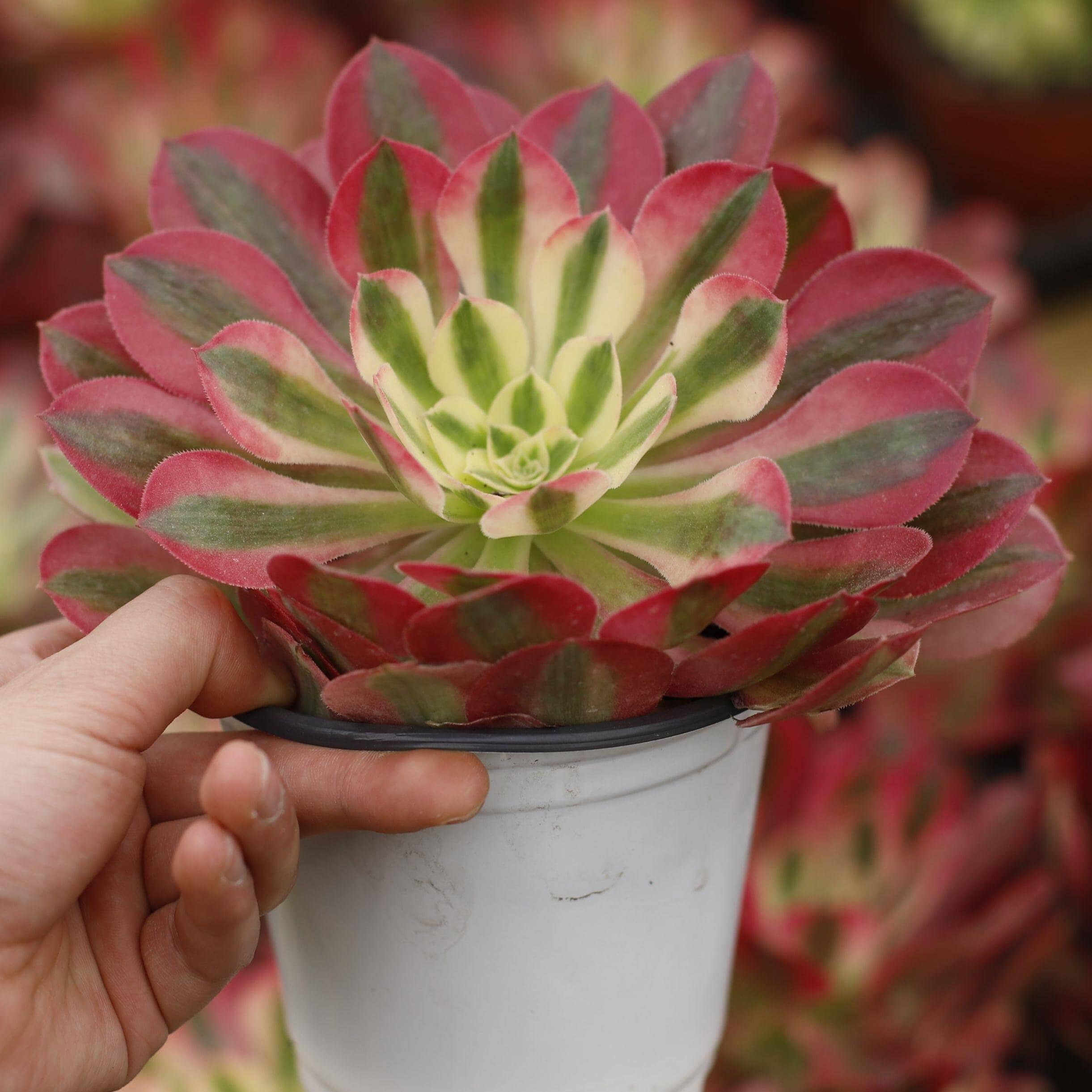 アエオニウム ピンクウィッチ（シングルヘッド）、多肉植物、多肉植物