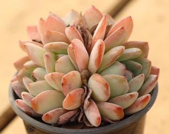 4'' Echeveria Star Mark,Succulent Plant,Succulent Gifts