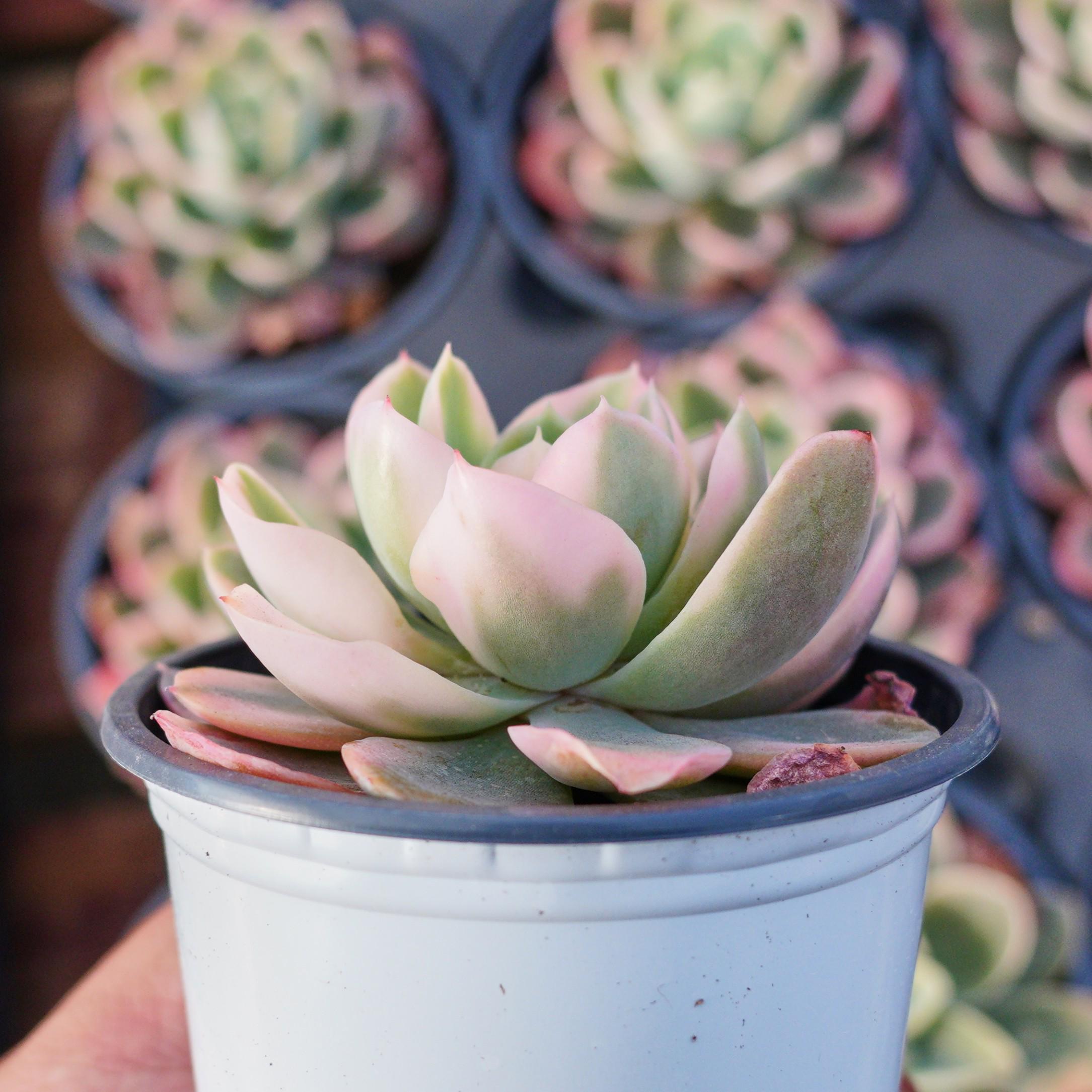 エケベリア ピンク ベラ 斑入り、多肉植物、多肉植物ギフト - Etsy 日本