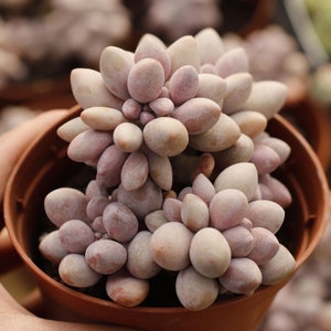 Echeveria Pink Lovers,Succulent Plant,Succulent Gifts