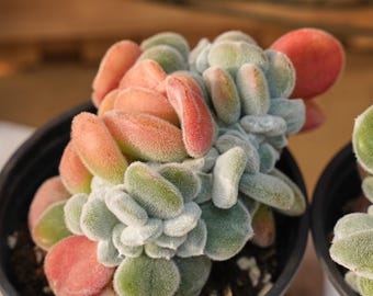 May include: A close-up of a succulent plant in a black pot. The plant has fuzzy, rounded leaves in shades of green, peach, and red. The leaves are densely packed, creating a textured appearance. The plant is a vibrant addition to any indoor or outdoor space.