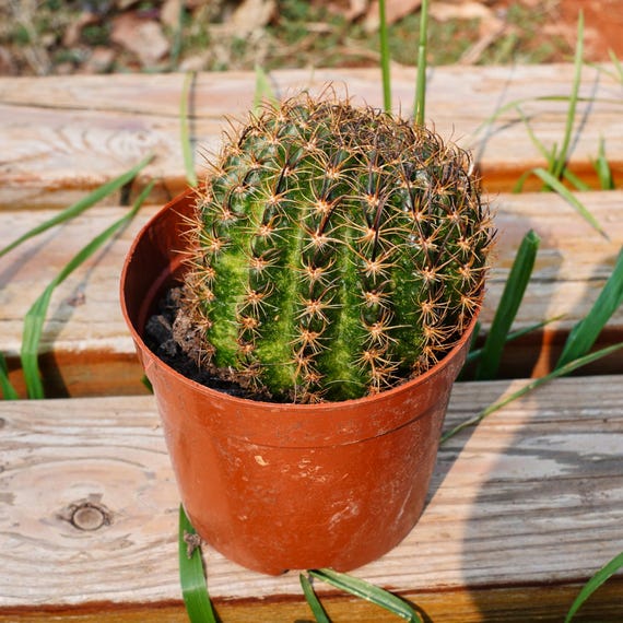 Cactus Lobivia Peony, Succulent Plant,succulent Gifts - Etsy Israel