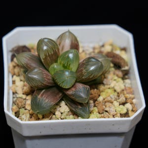 Haworthia Cooperi Dark Black Variegated, Succulent Plant,Succulent Gifts