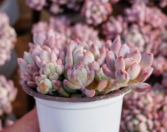 エケベリア スモール レッド ピーチ、多肉植物、多肉植物ギフト - Etsy