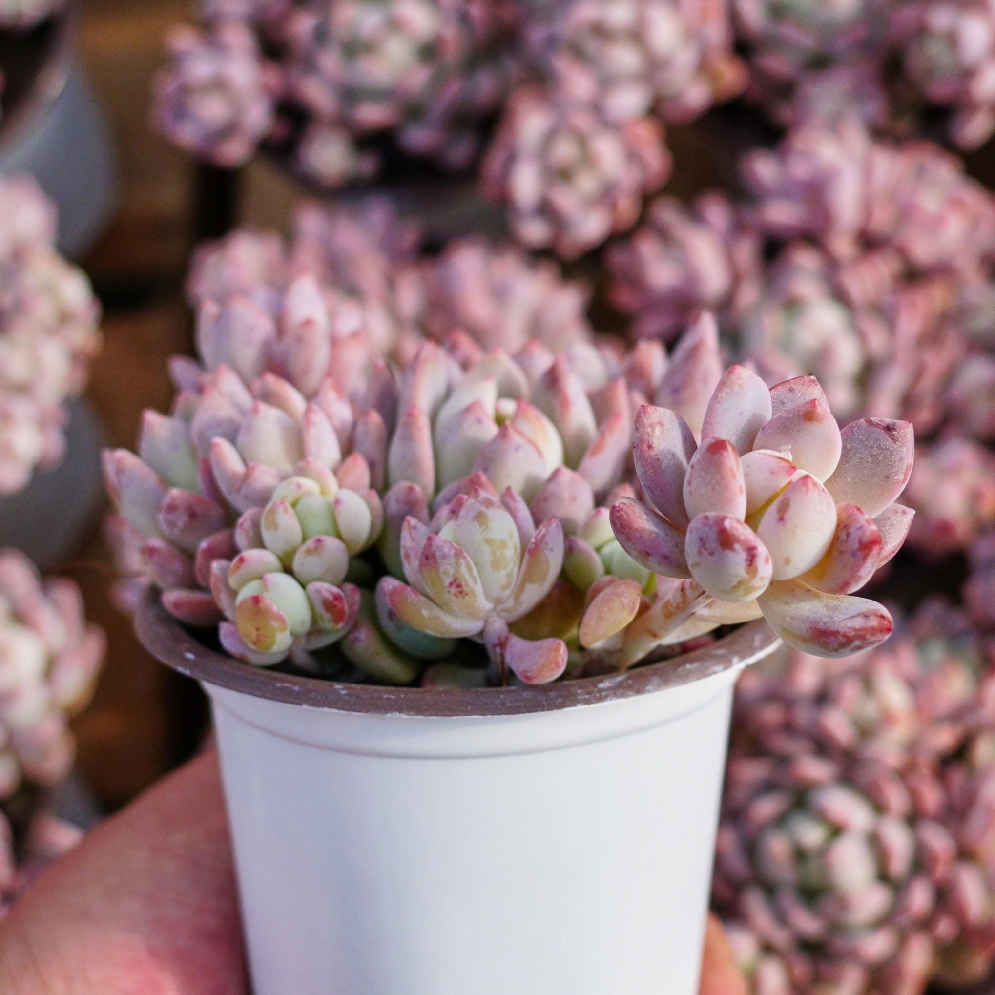 エケベリア スモール レッド ピーチ、多肉植物、多肉植物ギフト - Etsy 