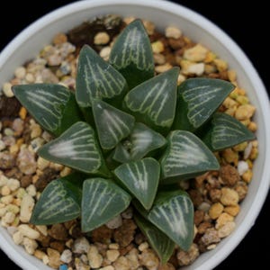 ハオルチア ムティカ ホワイトウィドウ、多肉植物、多肉植物ギフト