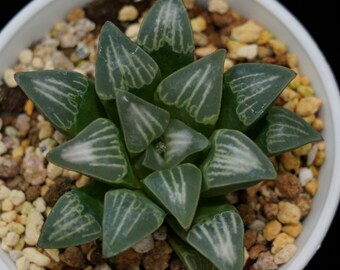 May include: A close-up of a succulent plant with green leaves and white stripes. The plant is in a white pot with brown gravel.