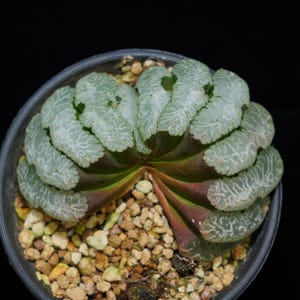 Haworthia Truncate Yuji, Succulent Plant,Succulent Gifts