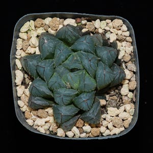 Haworthia Cooperi OH, sukulenty, soczyste prezenty