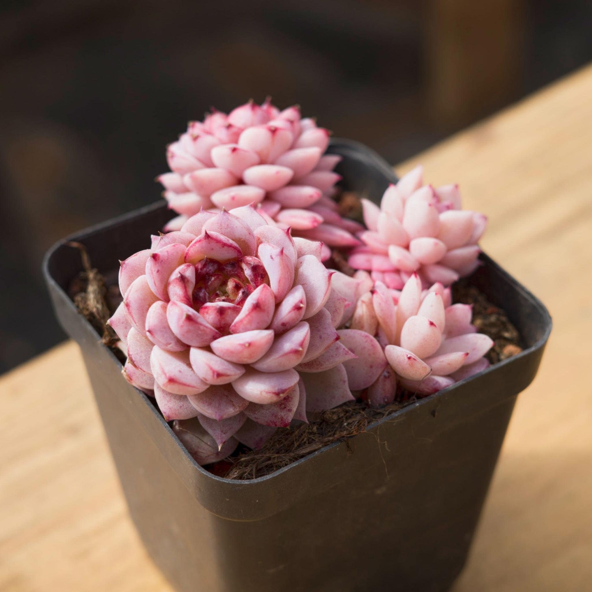 Midream 10 PZ 5.1 Vaso per piante in Bonsai Formazione Vasi Pallets Vassoi per Succulente Pentole Contenitore per