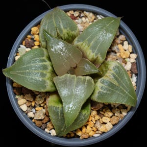 Haworthia Emelyae Retusa, vetplant, succulente cadeaus