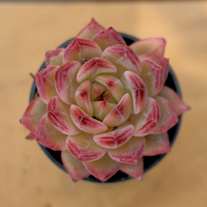 Puede incluir: Primer plano de una planta suculenta con hojas rojas y verdes. La planta está en una maceta pequeña y está creciendo en forma de roseta.