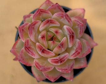 May include: A close-up of a succulent plant with red and green leaves. The plant is in a small pot and is growing in a rosette shape.