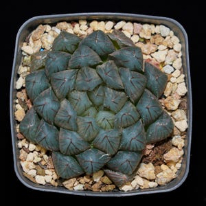 Haworthia Cooperi Black Muscle, Succulent Plant,Succulent Gifts