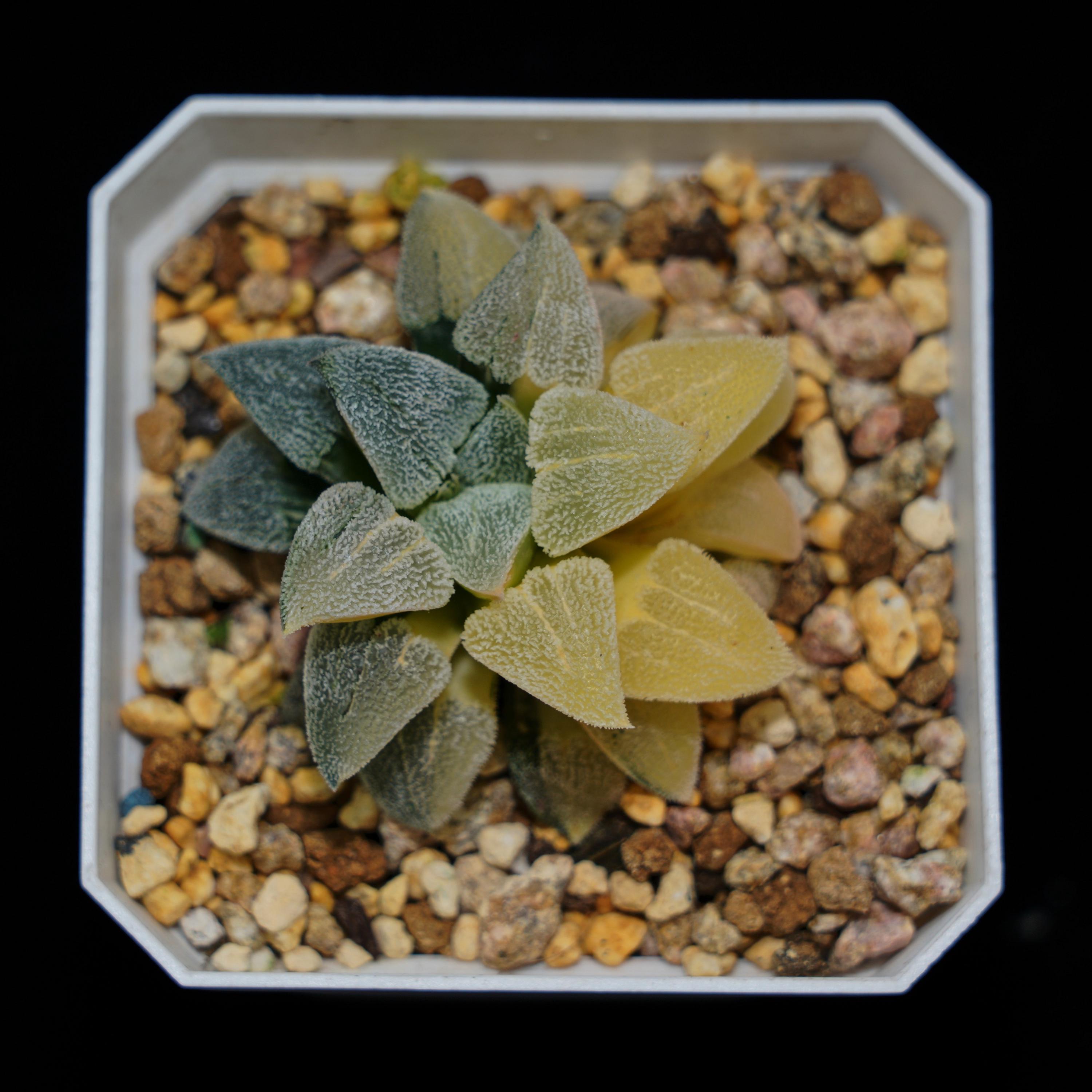 Renny's haworthia - Etsy 日本