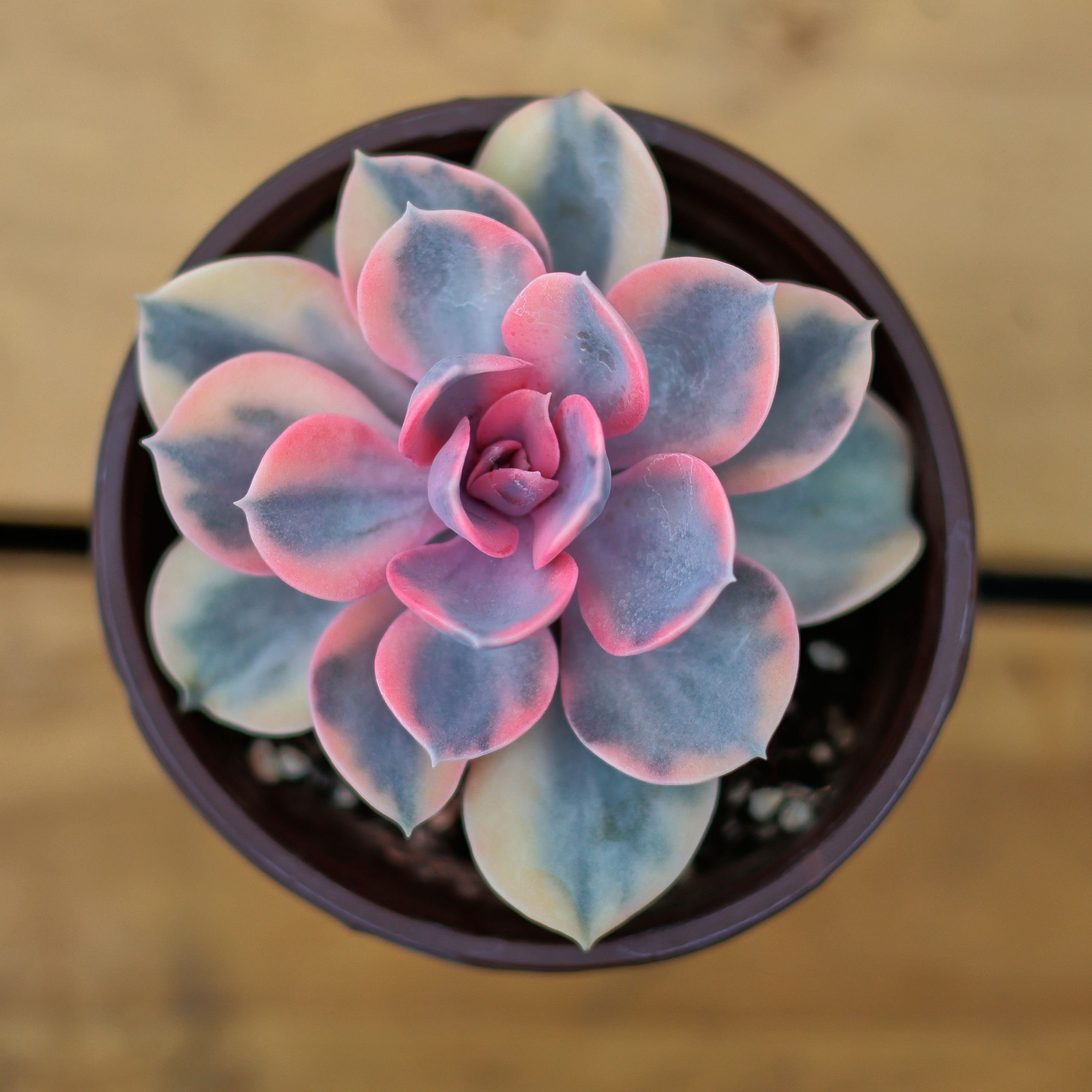 living stone succulent Hardy Living Stone, Pink Cold Hardy Mesemb