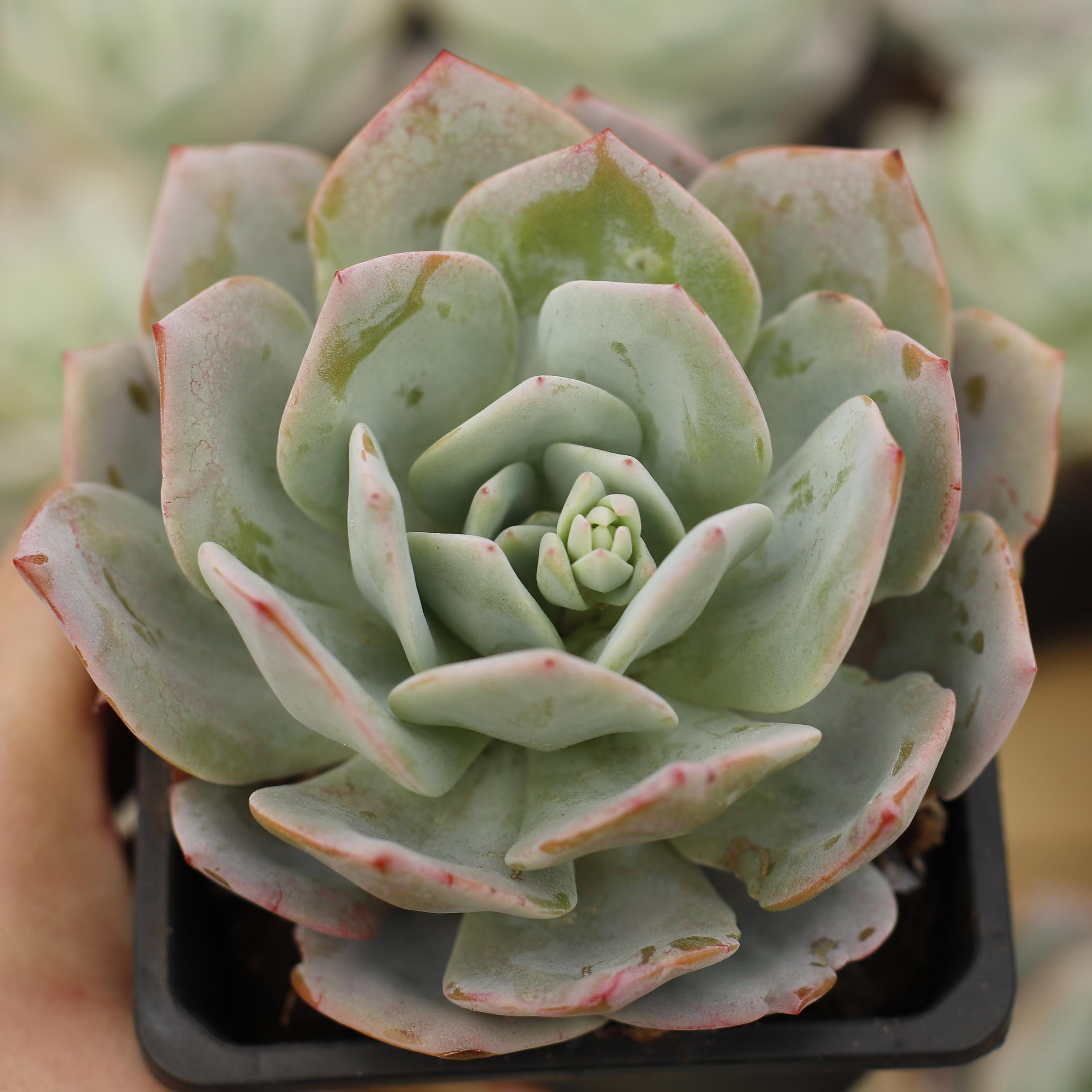 Echeveria cream tea - Etsy 日本