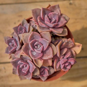 Graptoveria Mrs Richards,Succulent Plant,Succulent Gifts image 2