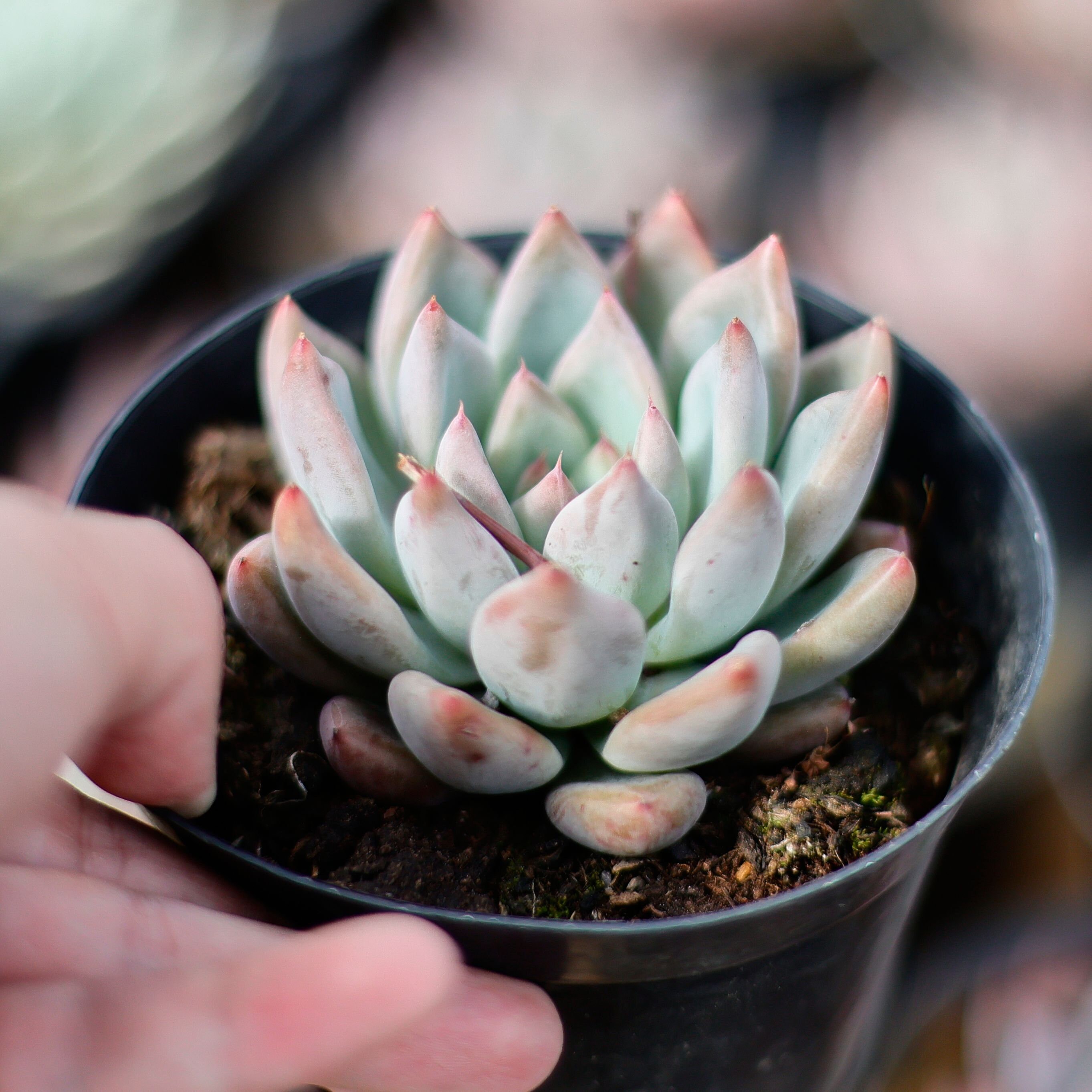 エケベリア ウェディング リング、多肉植物、多肉植物ギフト - Etsy 日本