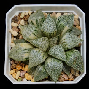 Haworthia Picta Variegated, Roślina sukulentna, Prezenty sukulentowe