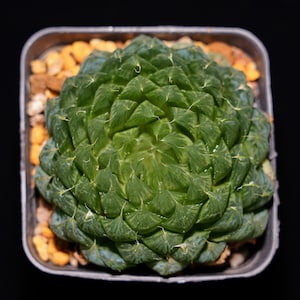 Haworthia Cooperi Butterfly, Succulent Plant,Succulent Gifts