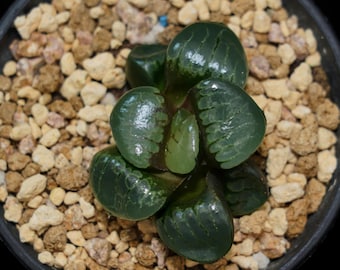May include: A close-up of a green succulent plant with dark green stripes, growing in a small pot filled with brown gravel.
