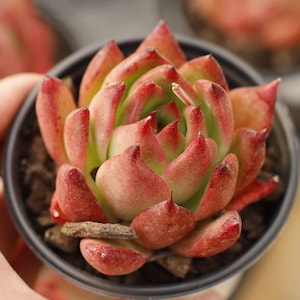 Echeveria Agavoides Frank Reinelt,Succulent Plant,Succulent Gifts