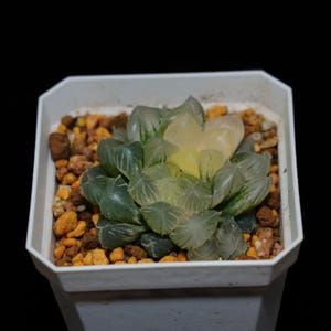 Haworthia Cooperi Isatis Indigofera barwna, sukulenta, soczyste prezenty