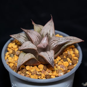 Haworthia Imperial Concubine, Roślina sukulentna, Prezenty sukulentne