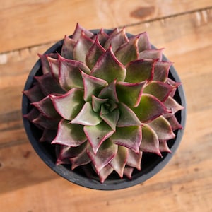 Echeveria Red Madiba,Succulent Plant,Succulent Gifts