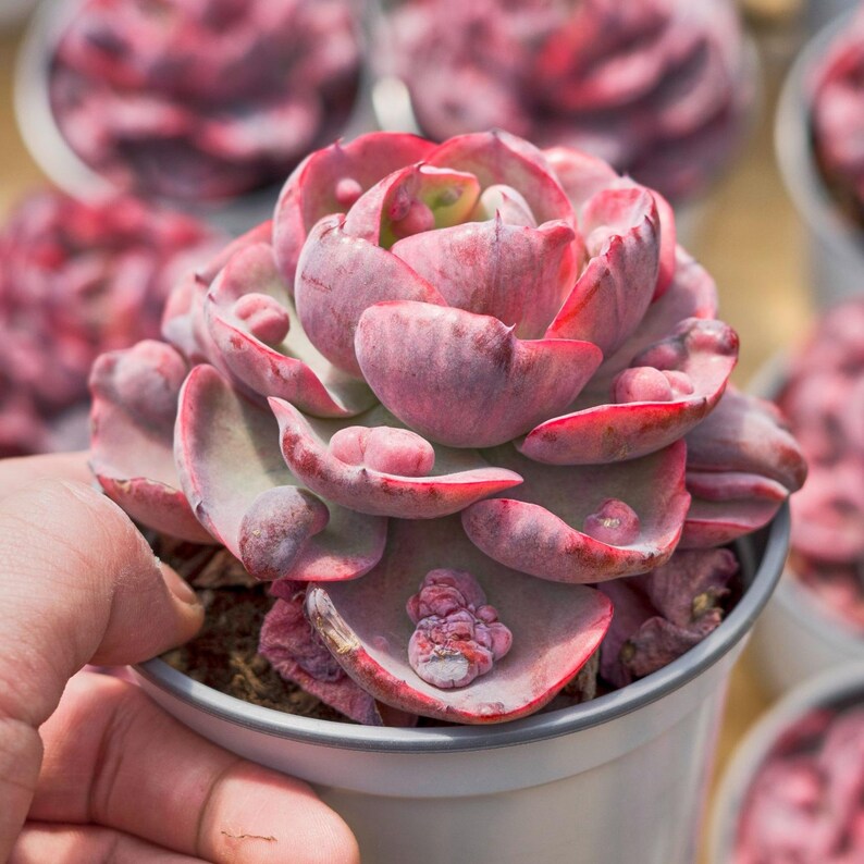HappyStoreALL Echeveria Rain Drop - Thumbnail 5