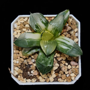Haworthia Correcta Conker Variegated, Roślina sukulentna, Prezenty sukulentowe