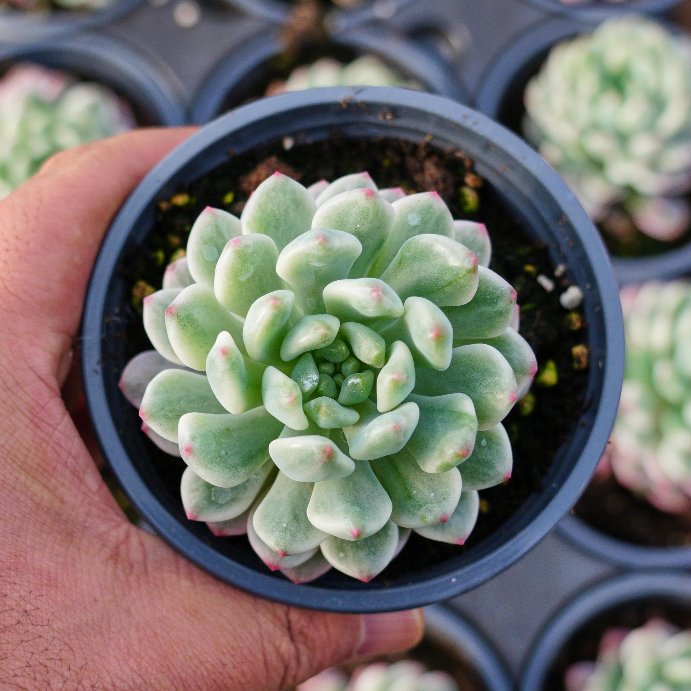 エケベリア ブルー アップル 斑入り、多肉植物、多肉植物ギフト - Etsy