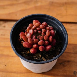Echeveria Pink Rubby,Succulent Plant,Succulent Gifts