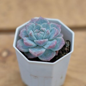 Echeveria Bingdundun Monstrose,Succulent Plant,Succulent Gifts