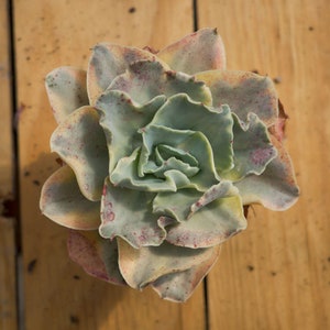Echeveria Moon River Variegated ,Succulent Plant,Succulent Gifts