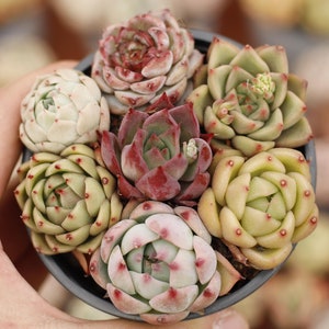 Echeveria Colorful Combination,Succulent Plant,Succulent Gifts