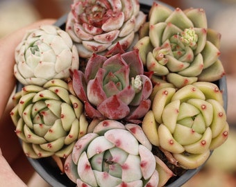 May include: A collection of six succulent plants in a black pot. The succulents are a variety of colors, including green, red, and white. The plants are arranged in a circle, with the largest plant in the center.