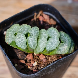 Haworthia Maughanii Hualing, Succulent Plant,Succulent Gifts