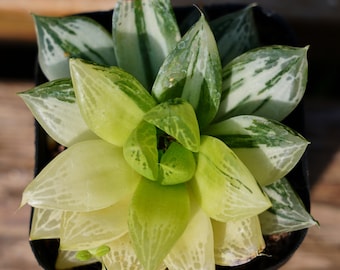 May include: A close-up of a succulent plant in a black pot. The plant features thick, variegated leaves with shades of green and white. The leaves are arranged in a rosette pattern, with the center leaves being a brighter green.