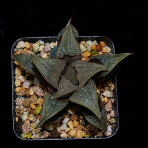 Haworthia Badia Water, Succulent Plant,Succulent Gifts