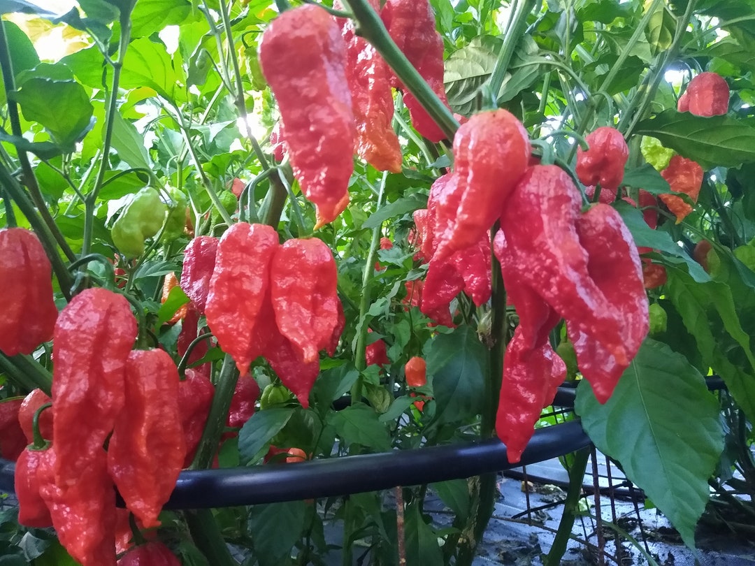 GHOST PEPPER PODS Fresh Super Hot 20 Pods Etsy